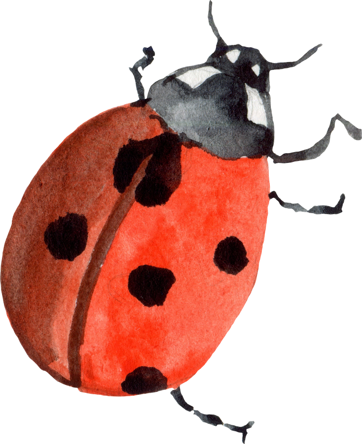 Ladybug watercolor